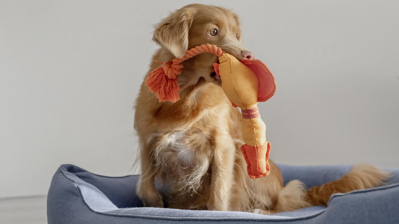 Snack Wuff Verkaufsgeschäft -Snack Wuff Verkaufsgeschäft Hundespielzeug
